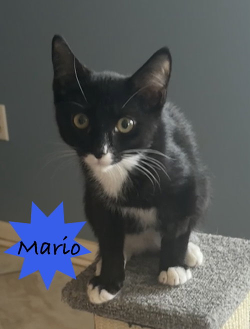 Mario