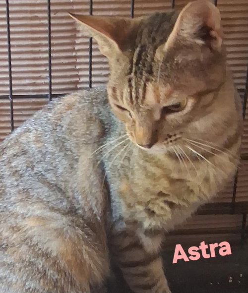 picture of the cat needing adoption