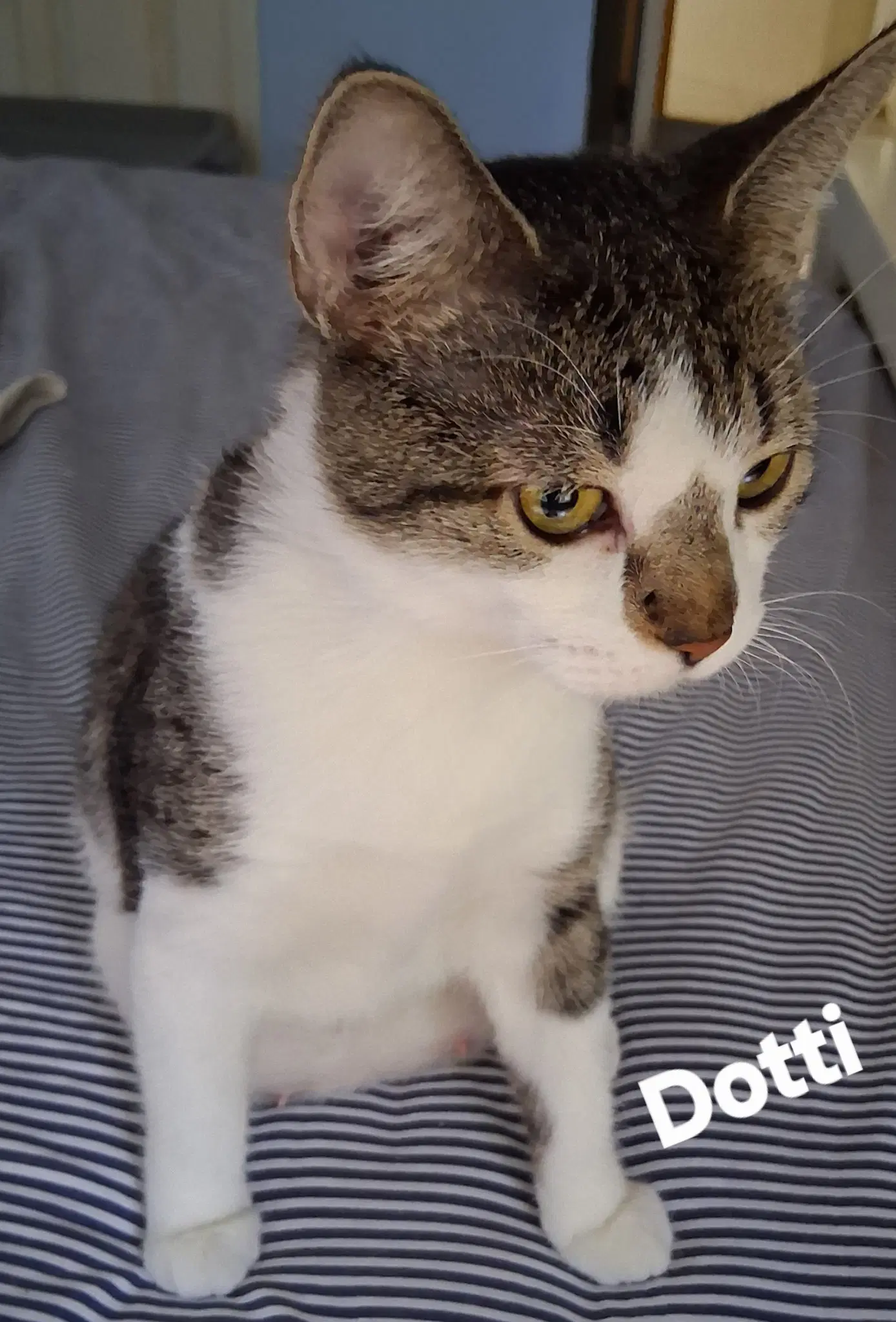 Dotti - Domestic Short Hair