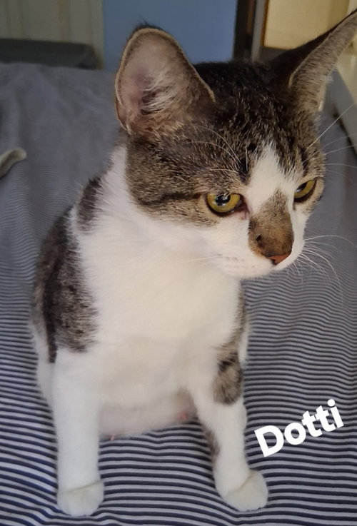 picture of the cat needing adoption