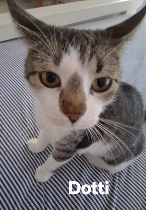 Photo 2 of Dotti