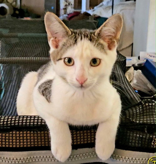 picture of the cat needing adoption