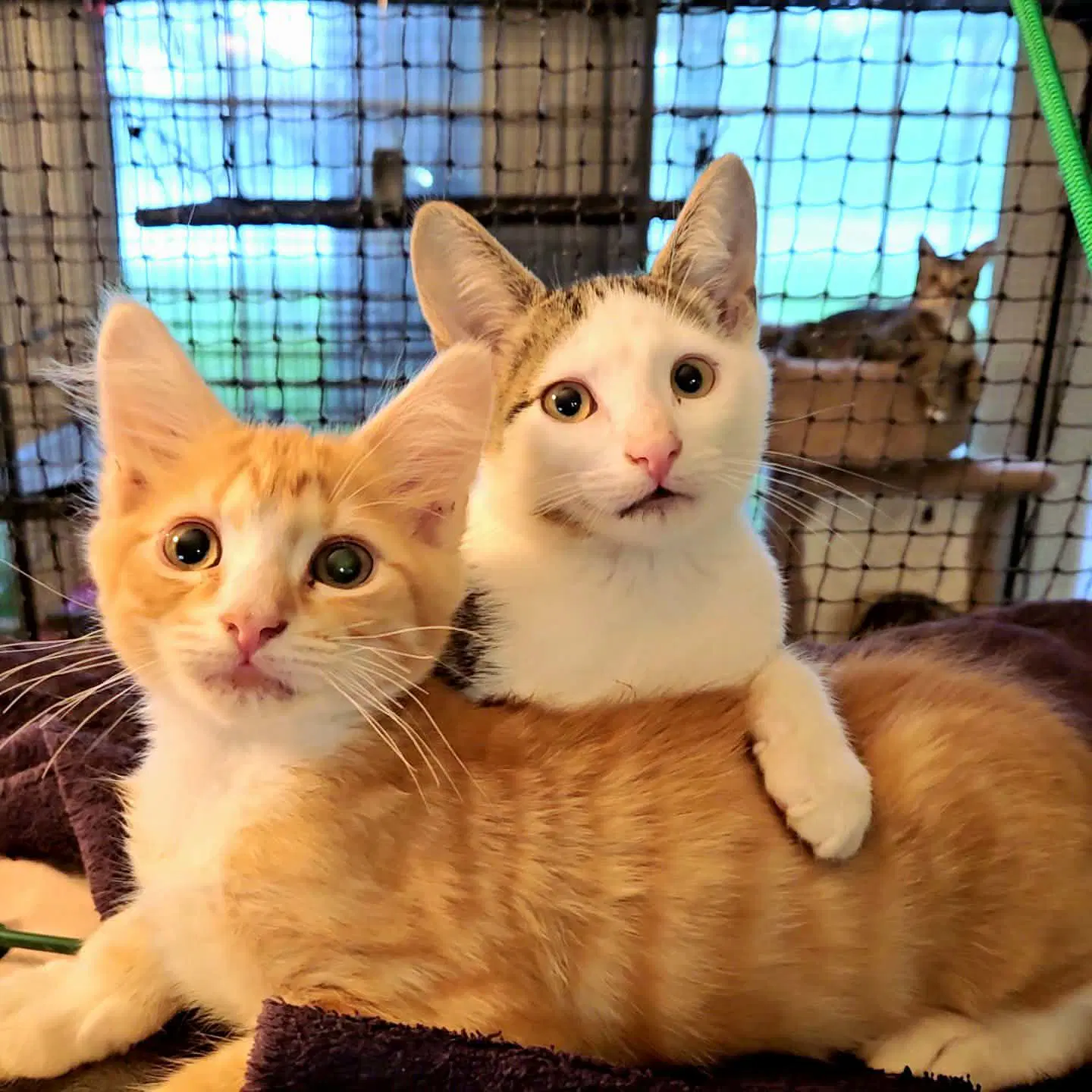 Lancelot - Domestic Short Hair