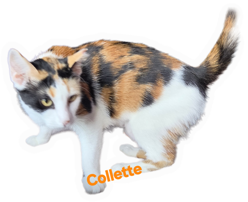 picture of the cat needing adoption