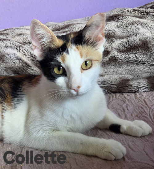 Photo 2 of Collette