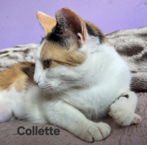 Photo 3 of Collette
