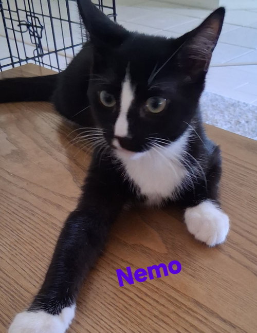 Nemo, a cat for adoption from Cat Tail Corner