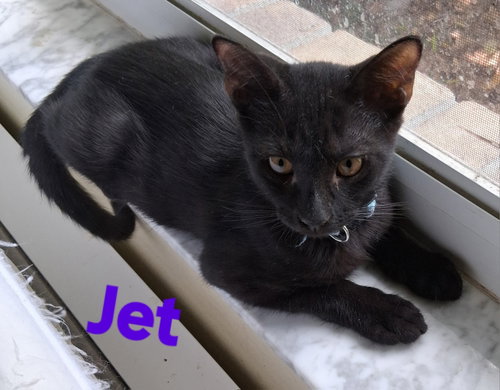 picture of the cat needing adoption