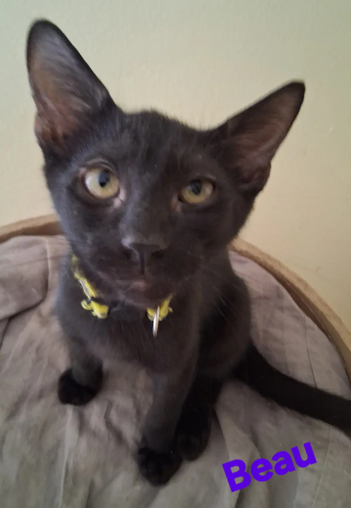 Beau - Domestic Short Hair
