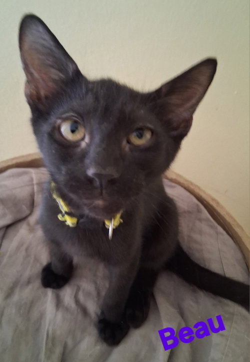 Beau, a cat for adoption from Cat Tail Corner