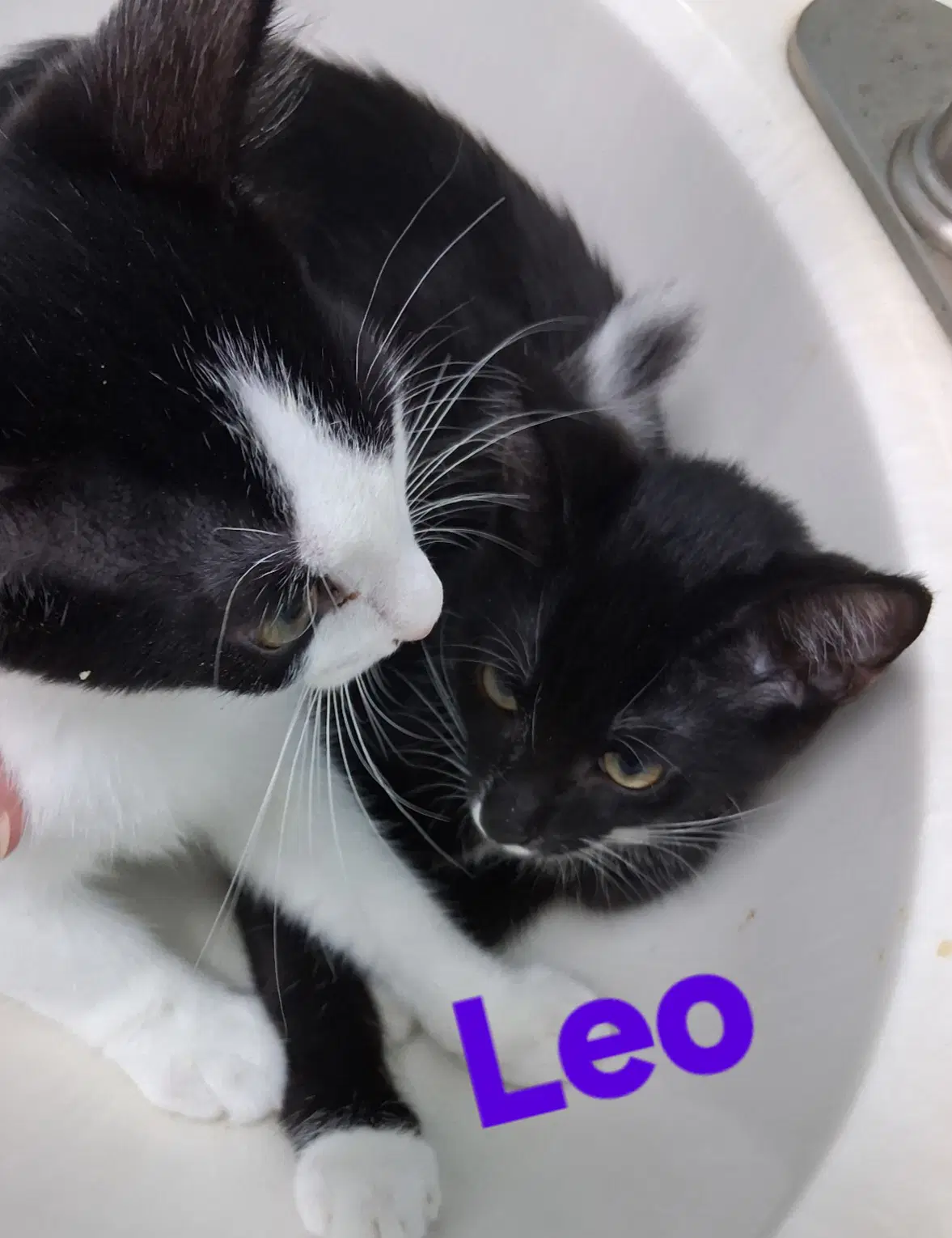 Leo image 1