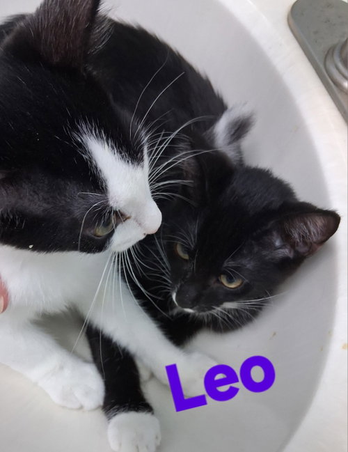 Leo, a cat for adoption from Cat Tail Corner