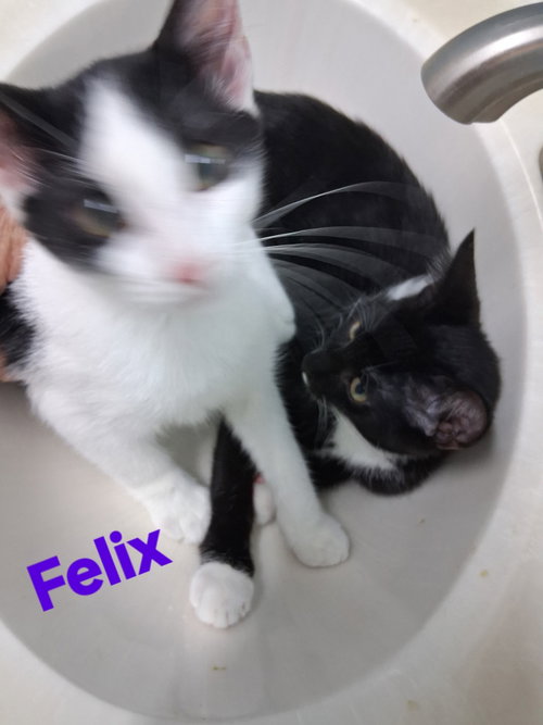 Felix, a cat for adoption from Cat Tail Corner