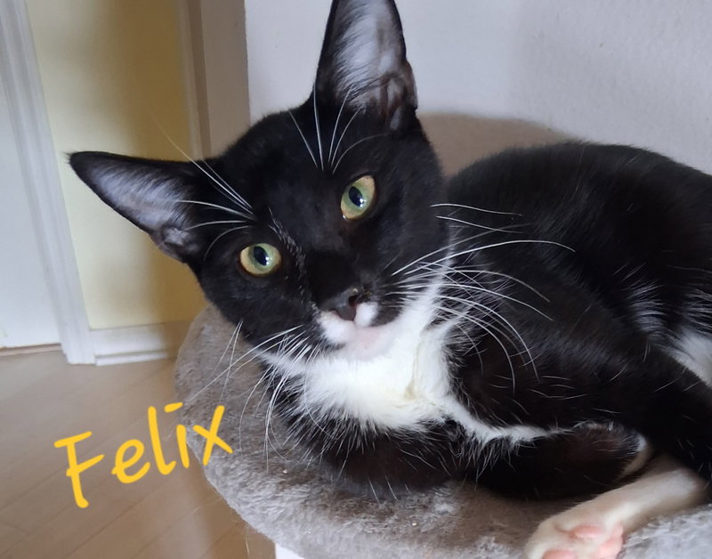 Felix, a young male cat up for adoption