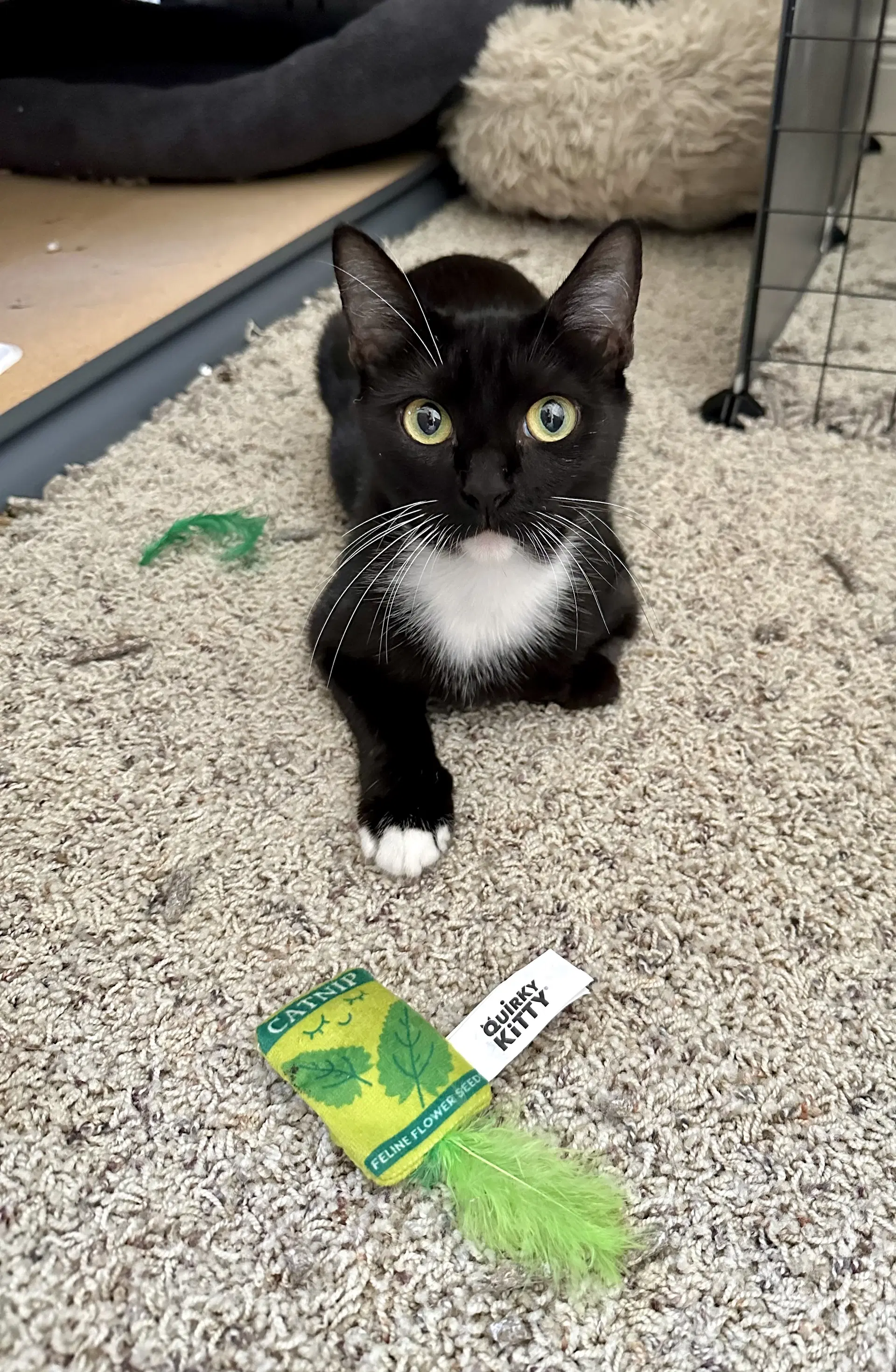 Ruby - Domestic Short Hair