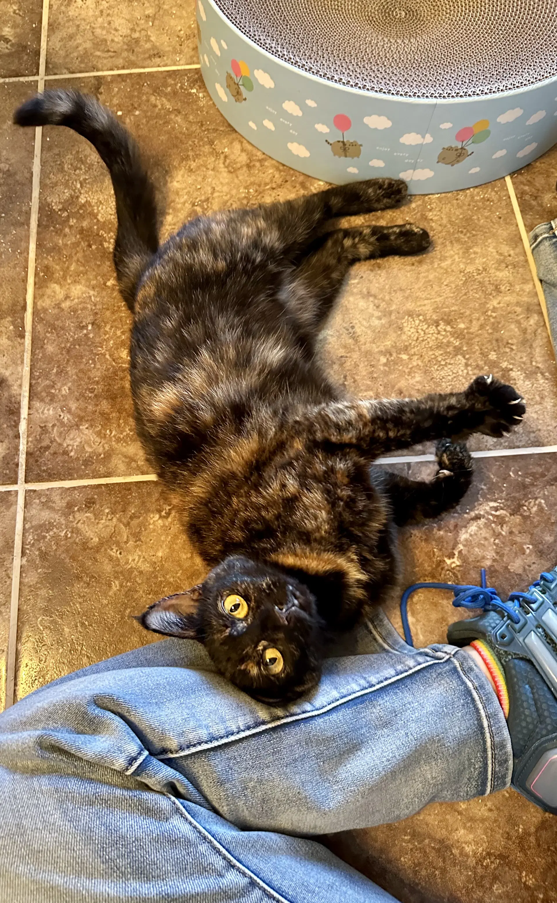 Calliope - Domestic Short Hair