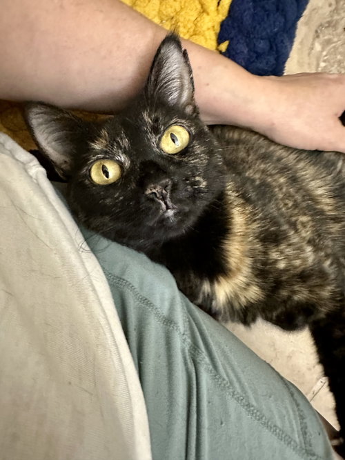 picture of the cat needing adoption