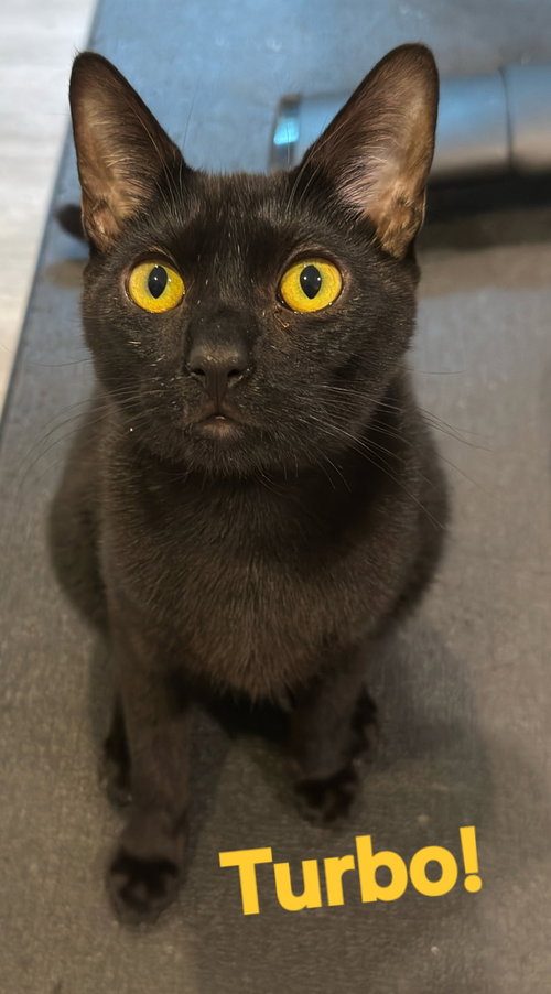 picture of the cat needing adoption