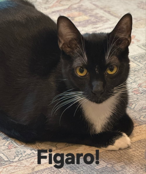 picture of the cat needing adoption