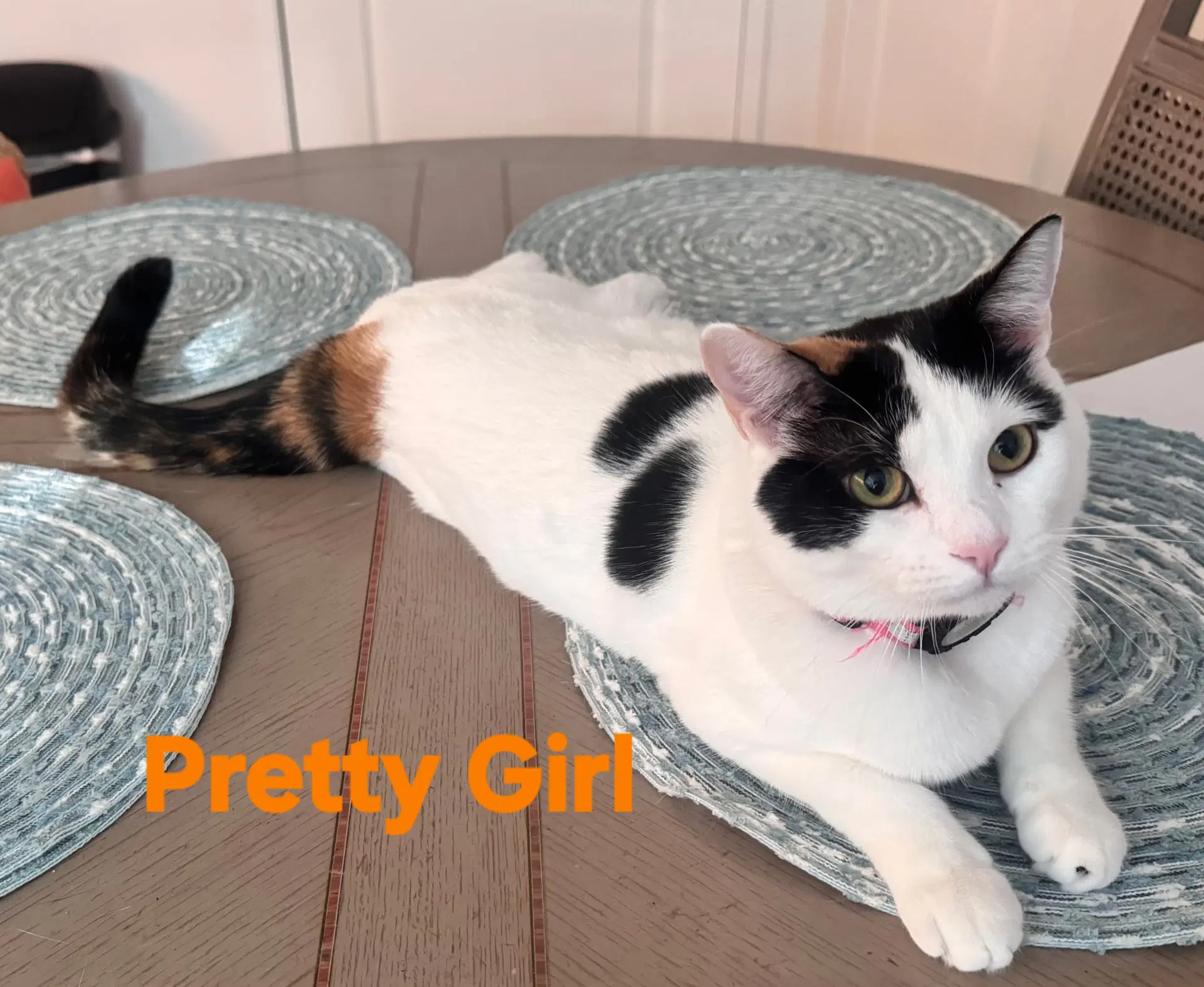 Pretty Girl - Turkish Van