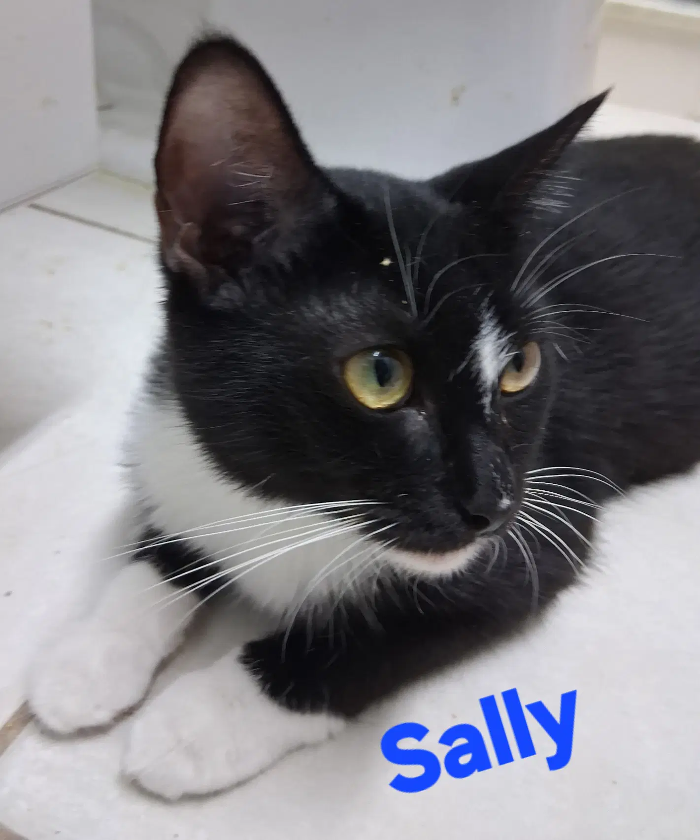 Sally - Domestic Short Hair