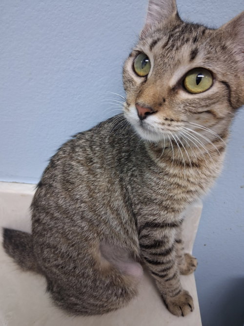 Daphne, a cat for adoption from Cat Tail Corner