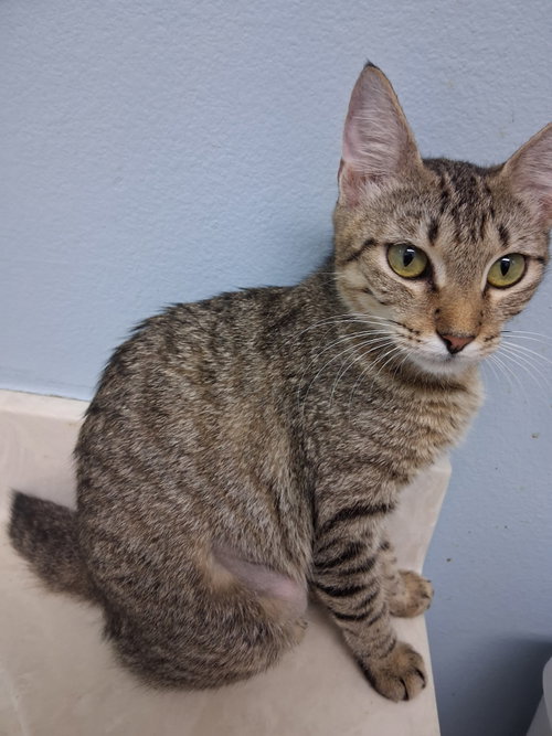 Photo 3 of Daphne