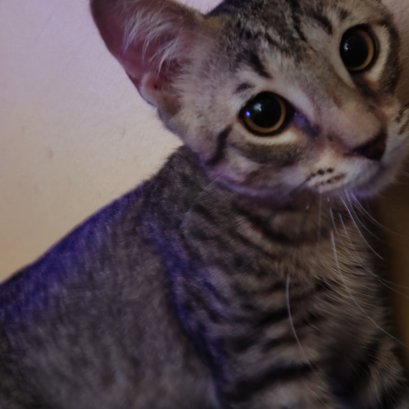 Mulder, photo 6