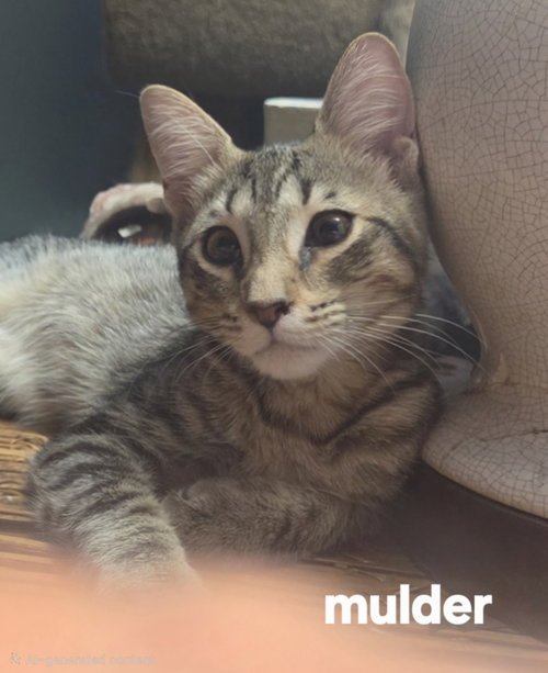 Photo 4 of Mulder
