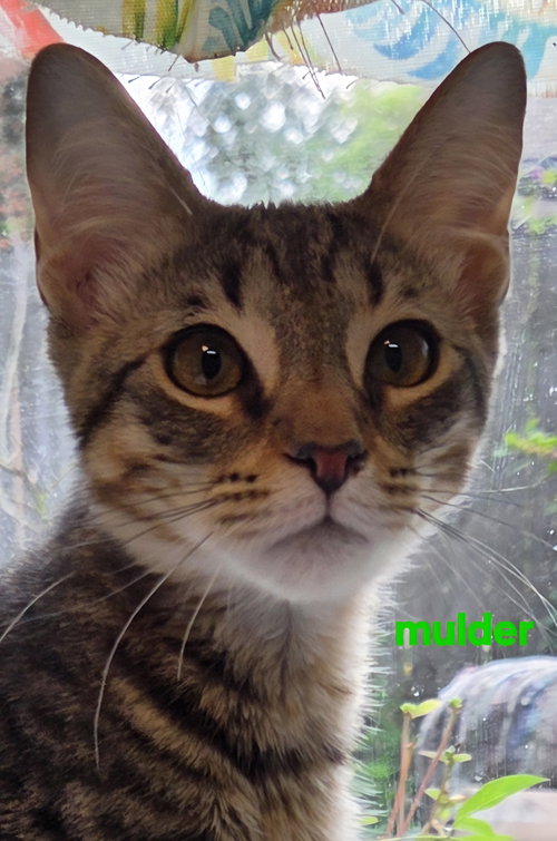 picture of the cat needing adoption