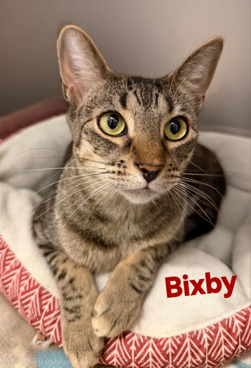 picture of the cat needing adoption