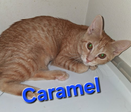 Caramel, a cat for adoption from Cat Tail Corner