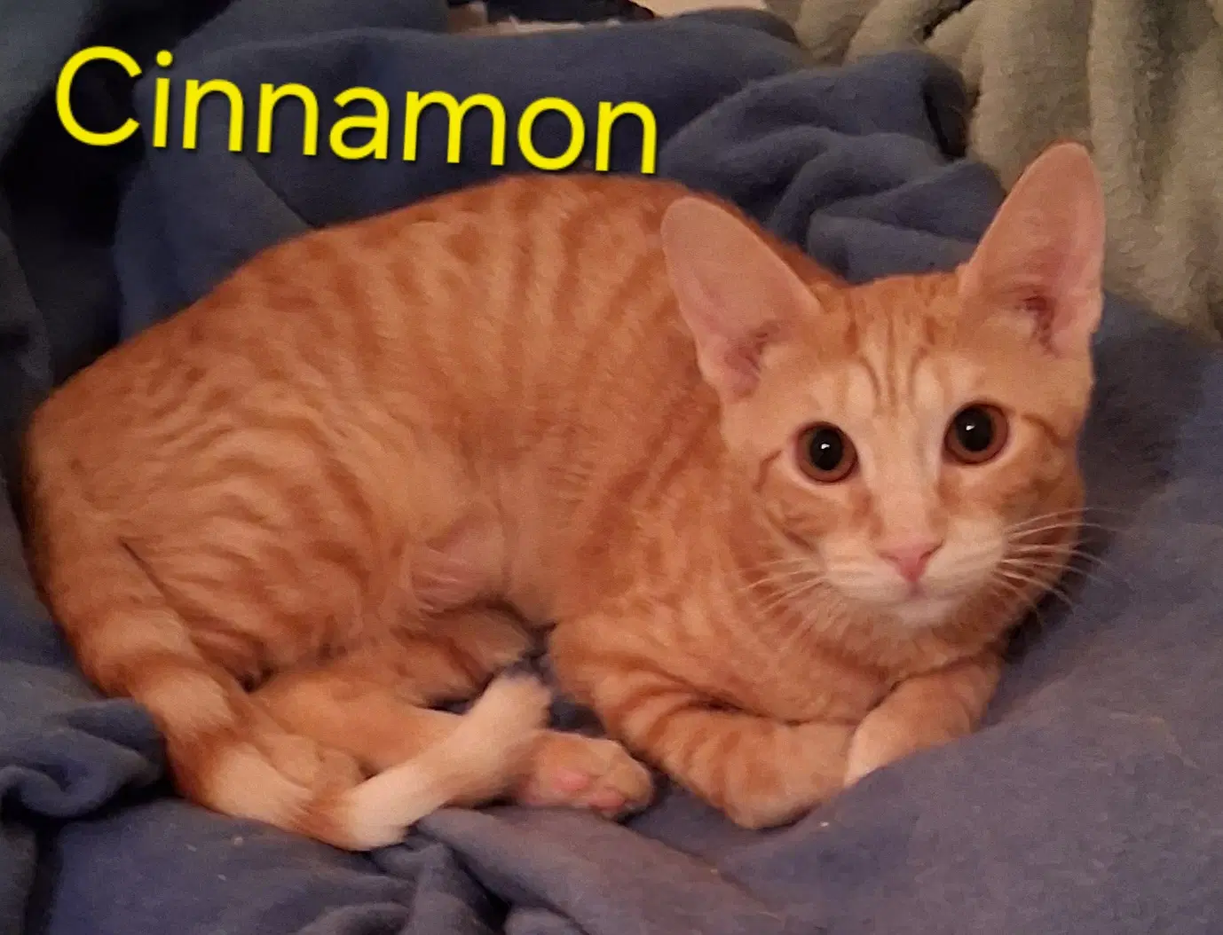 Cinnamon - Domestic Short Hair