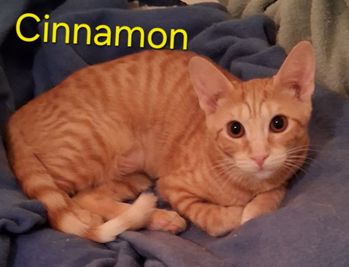 Cinnamon, a cat for adoption from Cat Tail Corner
