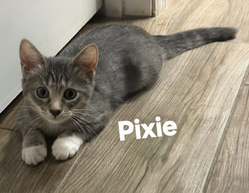 picture of the cat needing adoption
