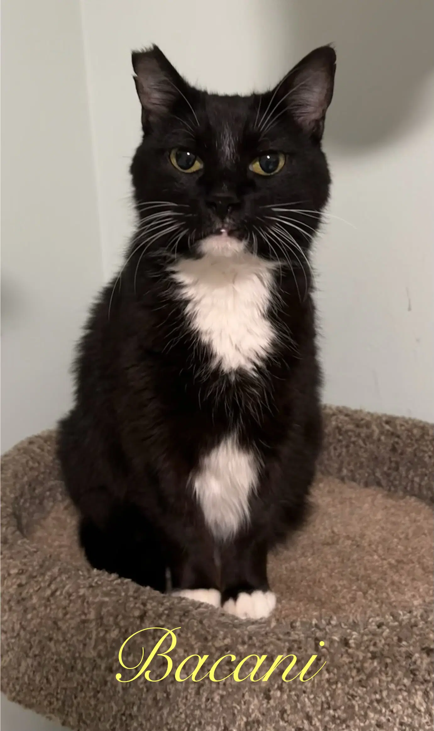 Bacani - Domestic Short Hair