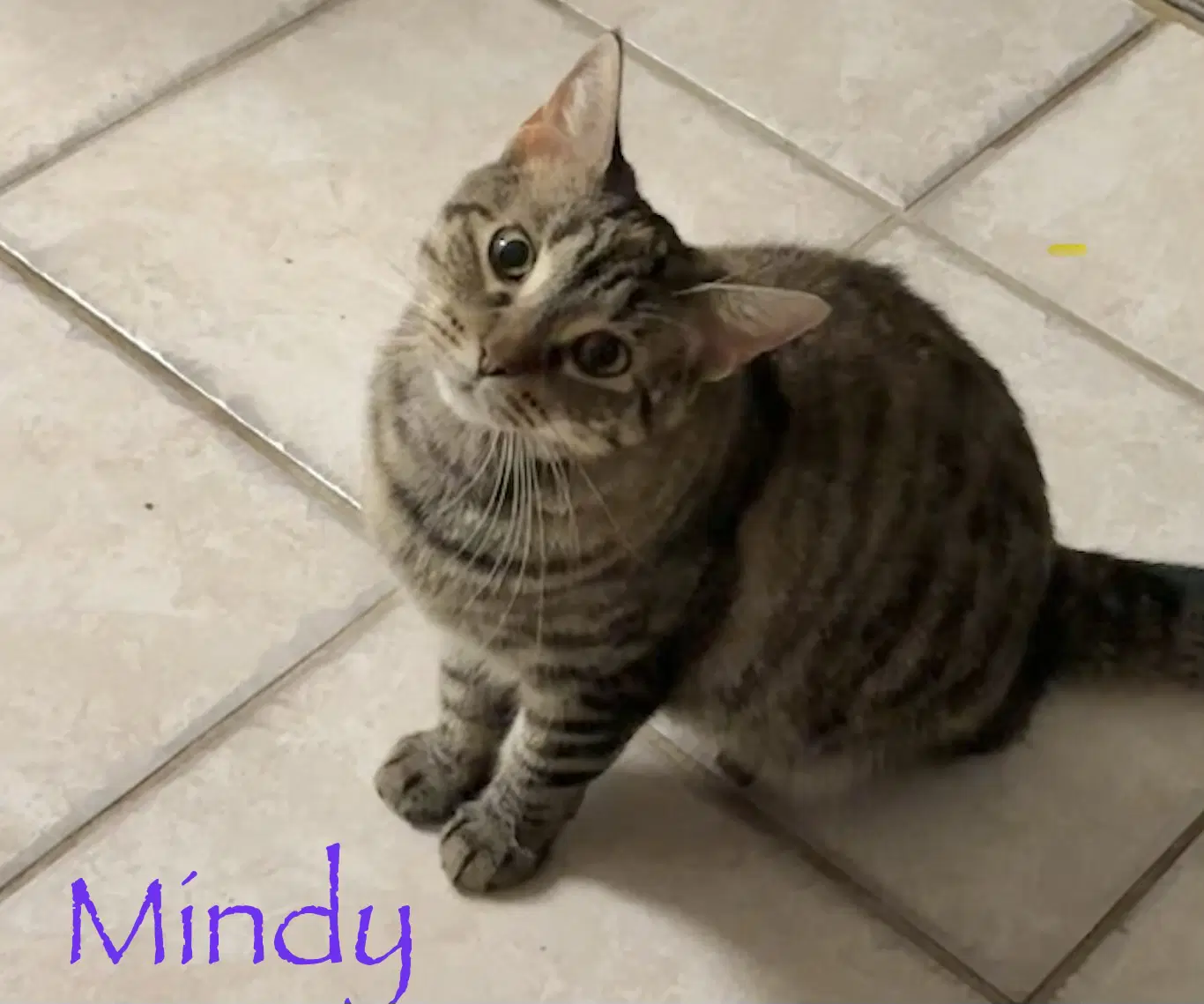 Mindy - Domestic Short Hair