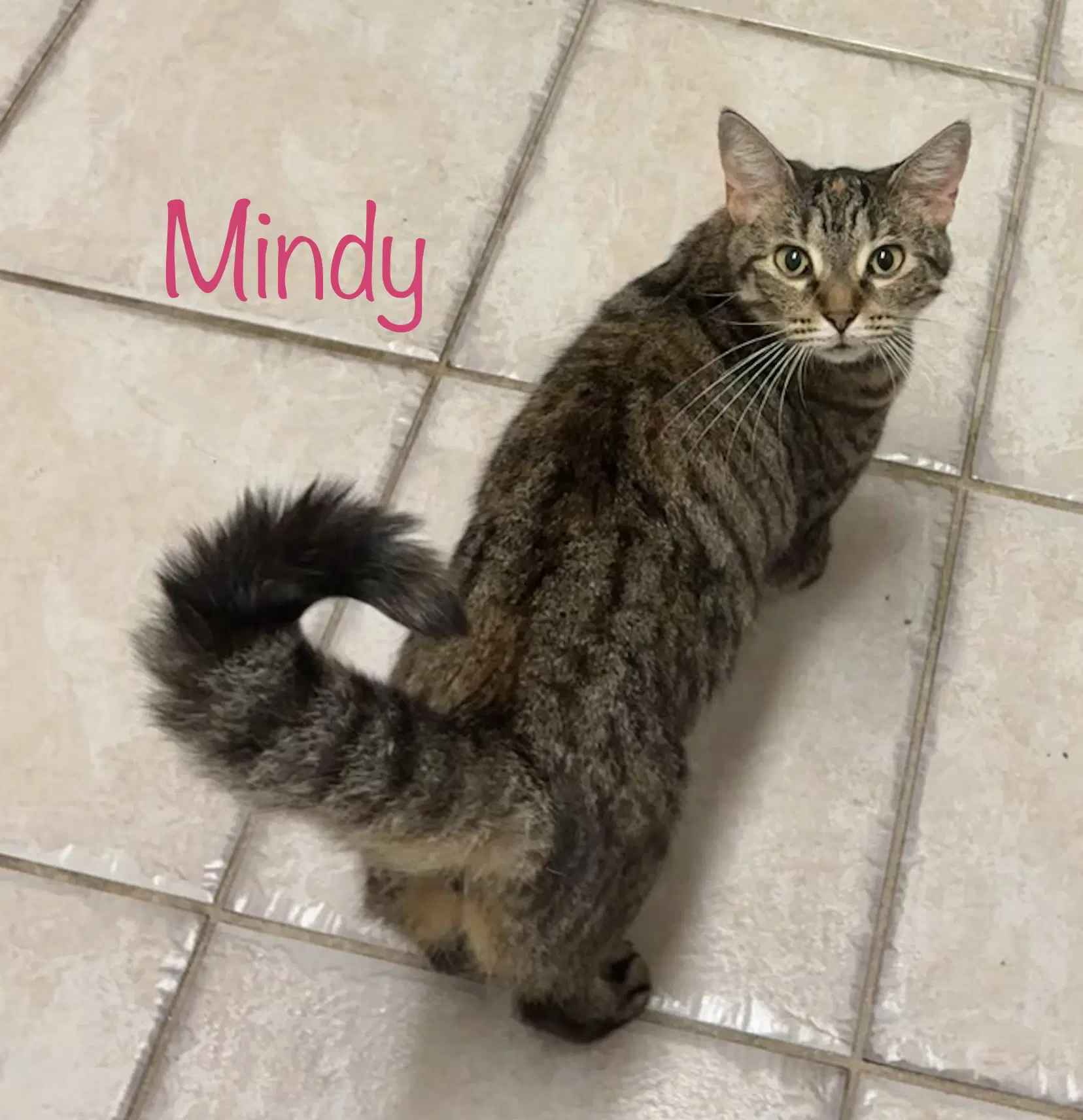 Mindy image 2