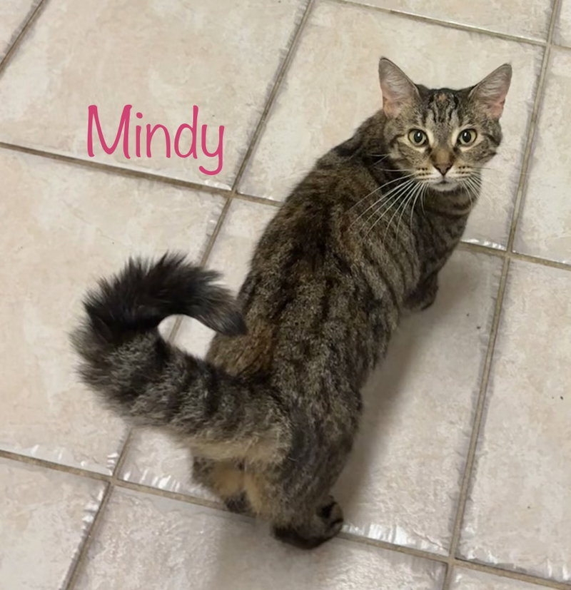 Mindy, photo 2