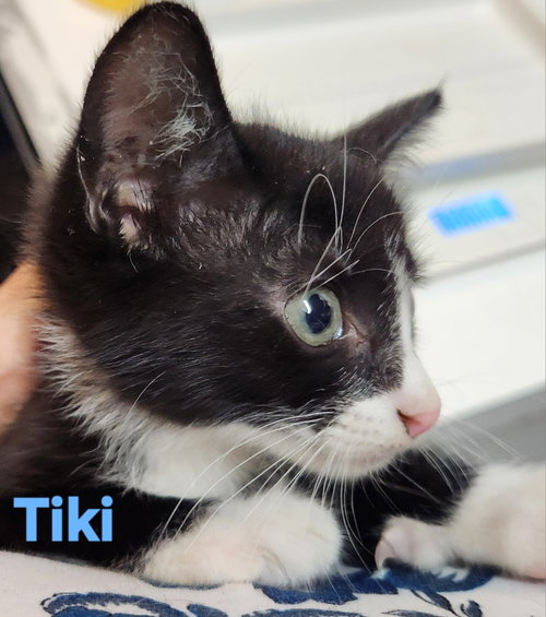 Photo 4 of Tiki
