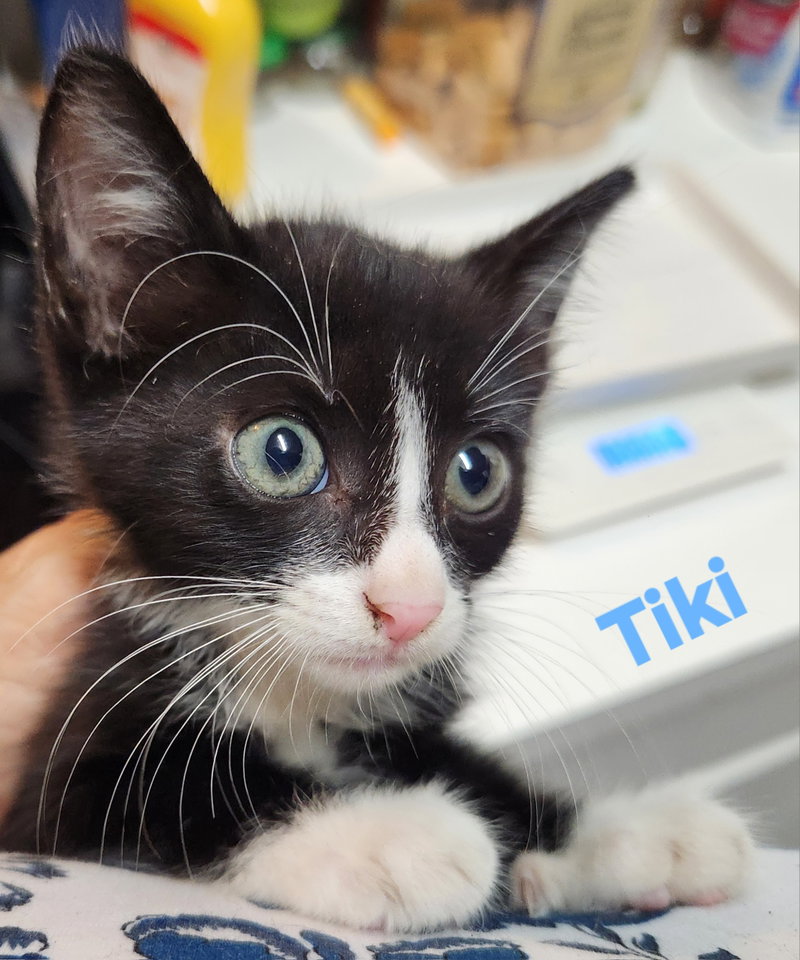 Tiki, photo 8