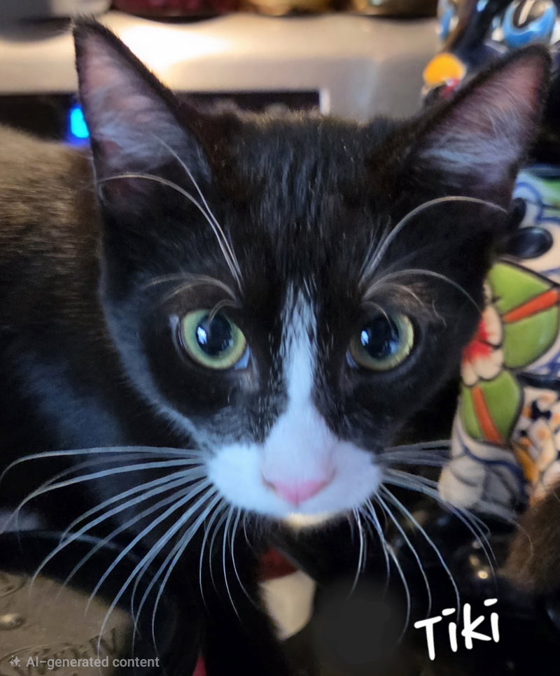 Tiki, photo 7