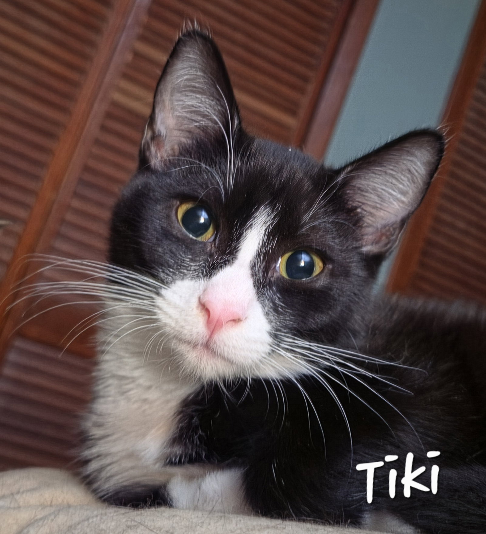Tiki, photo 2