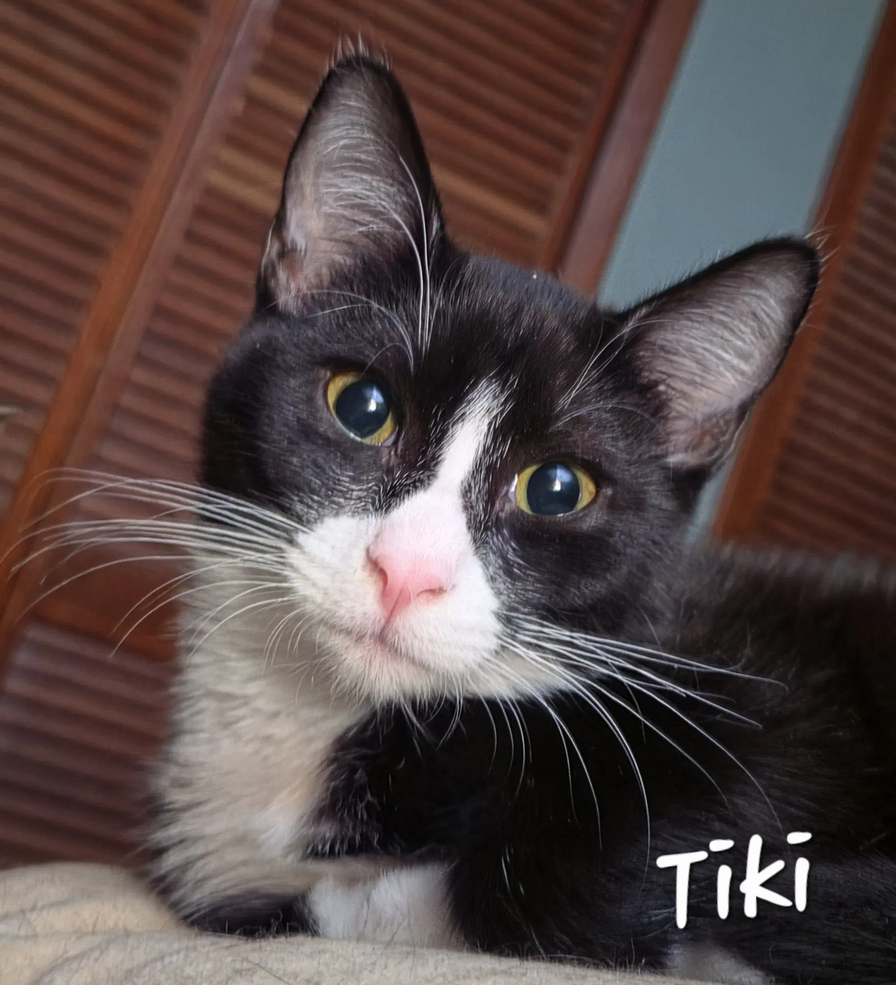 Tiki image 2