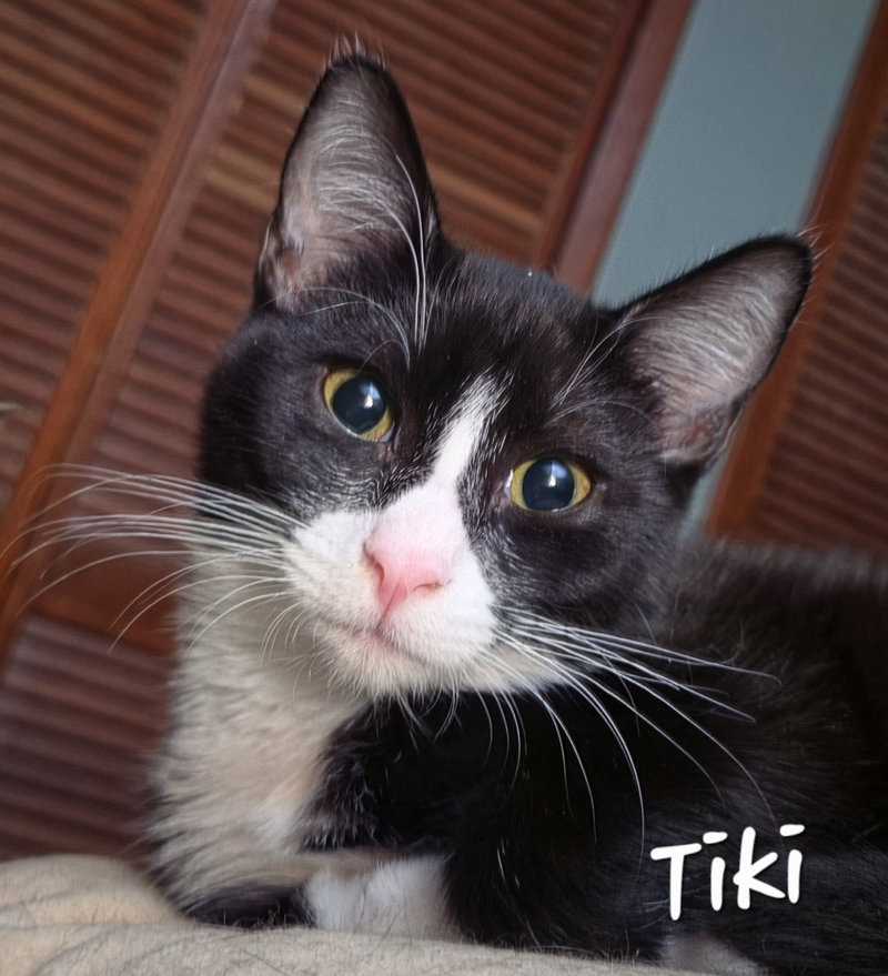 Tiki, photo 2