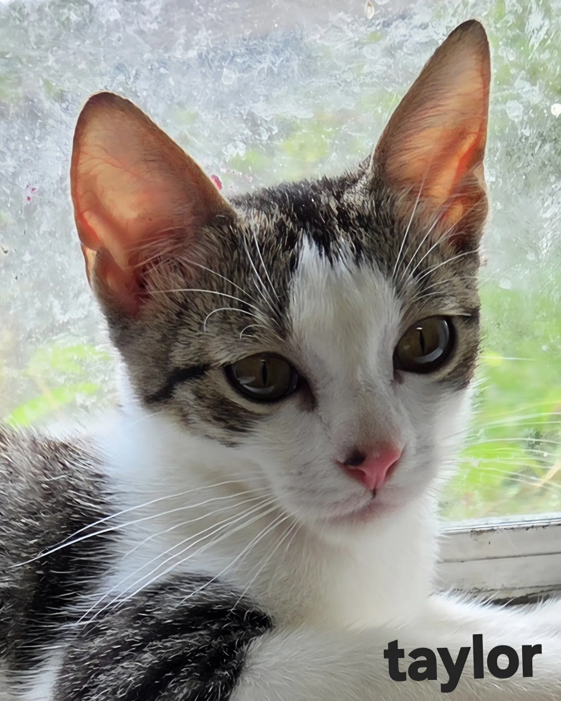 Taylor - Domestic Short Hair