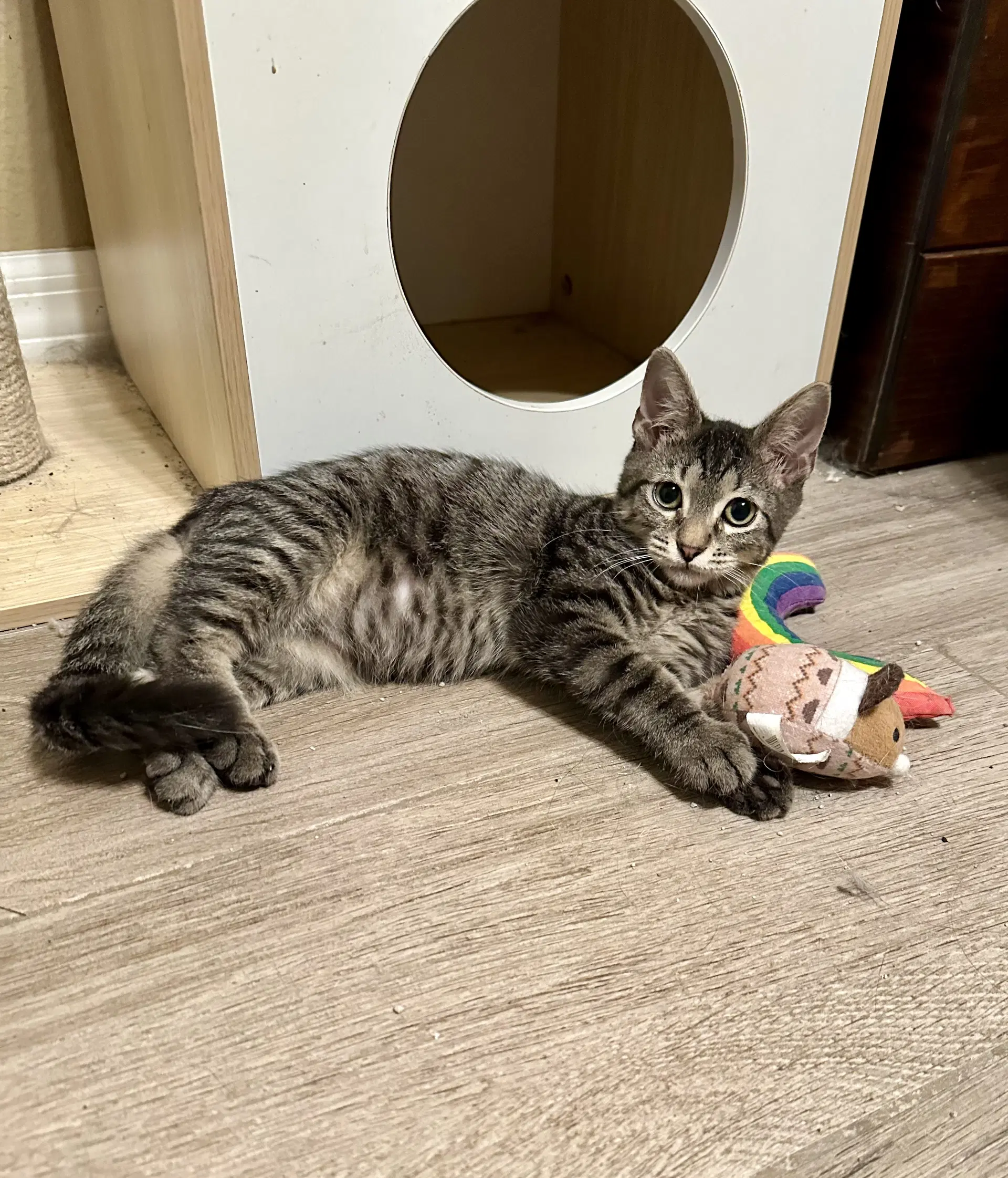 Andy - Domestic Short Hair