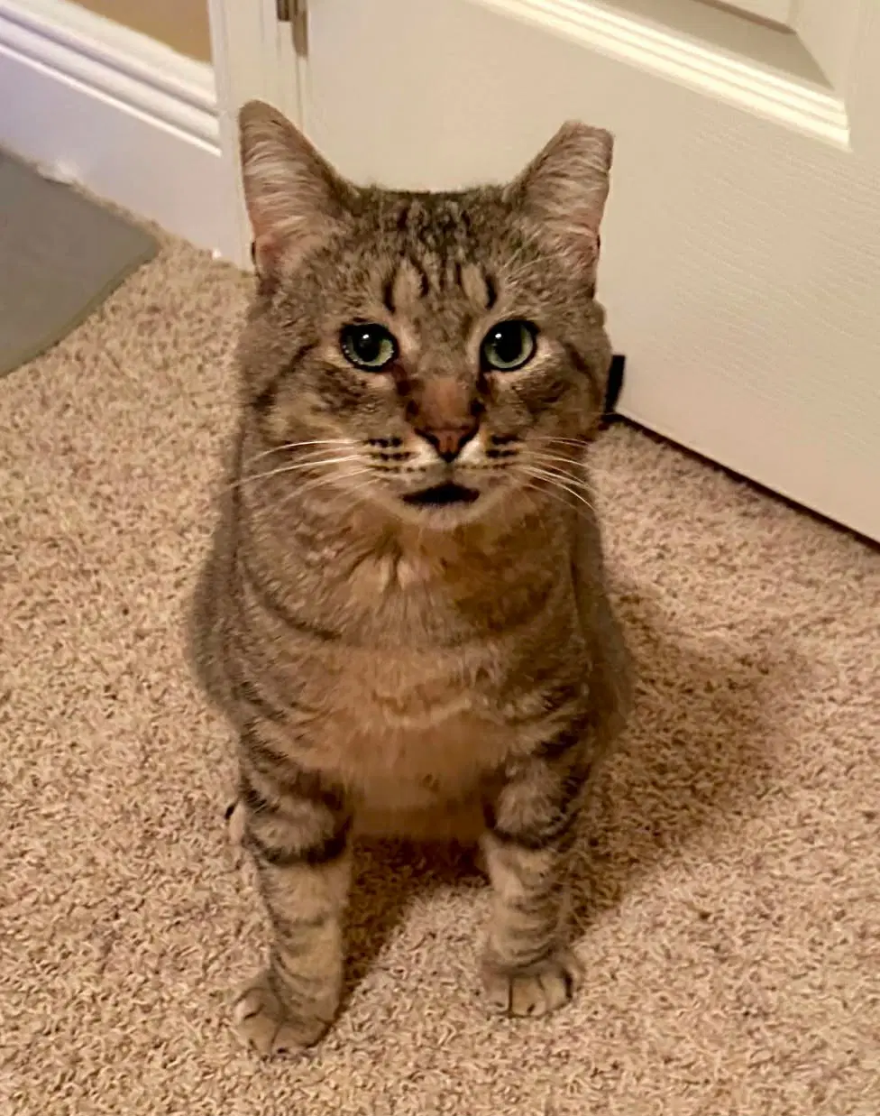 Jo-Jo - Domestic Short Hair