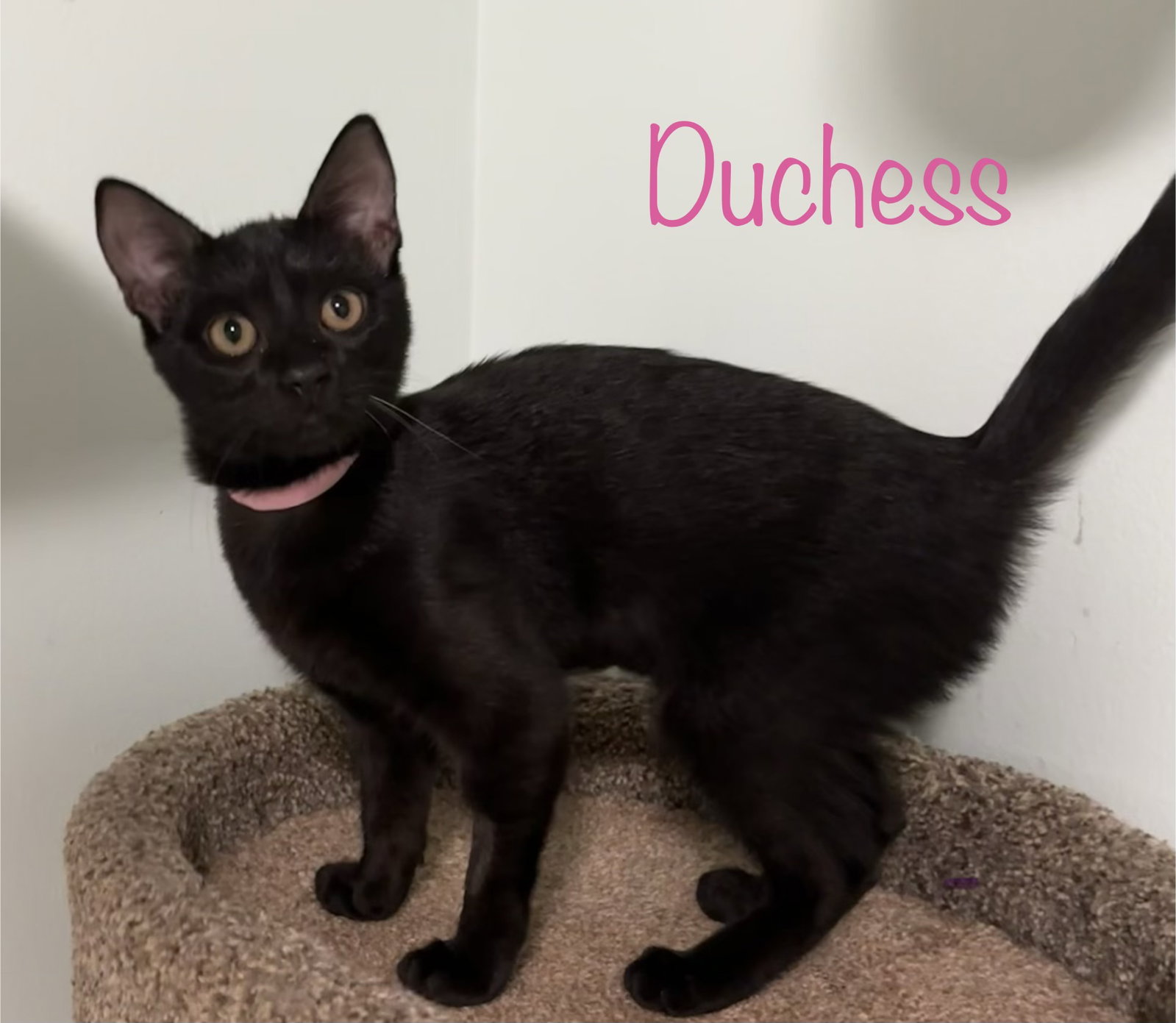 Duchess, photo 3