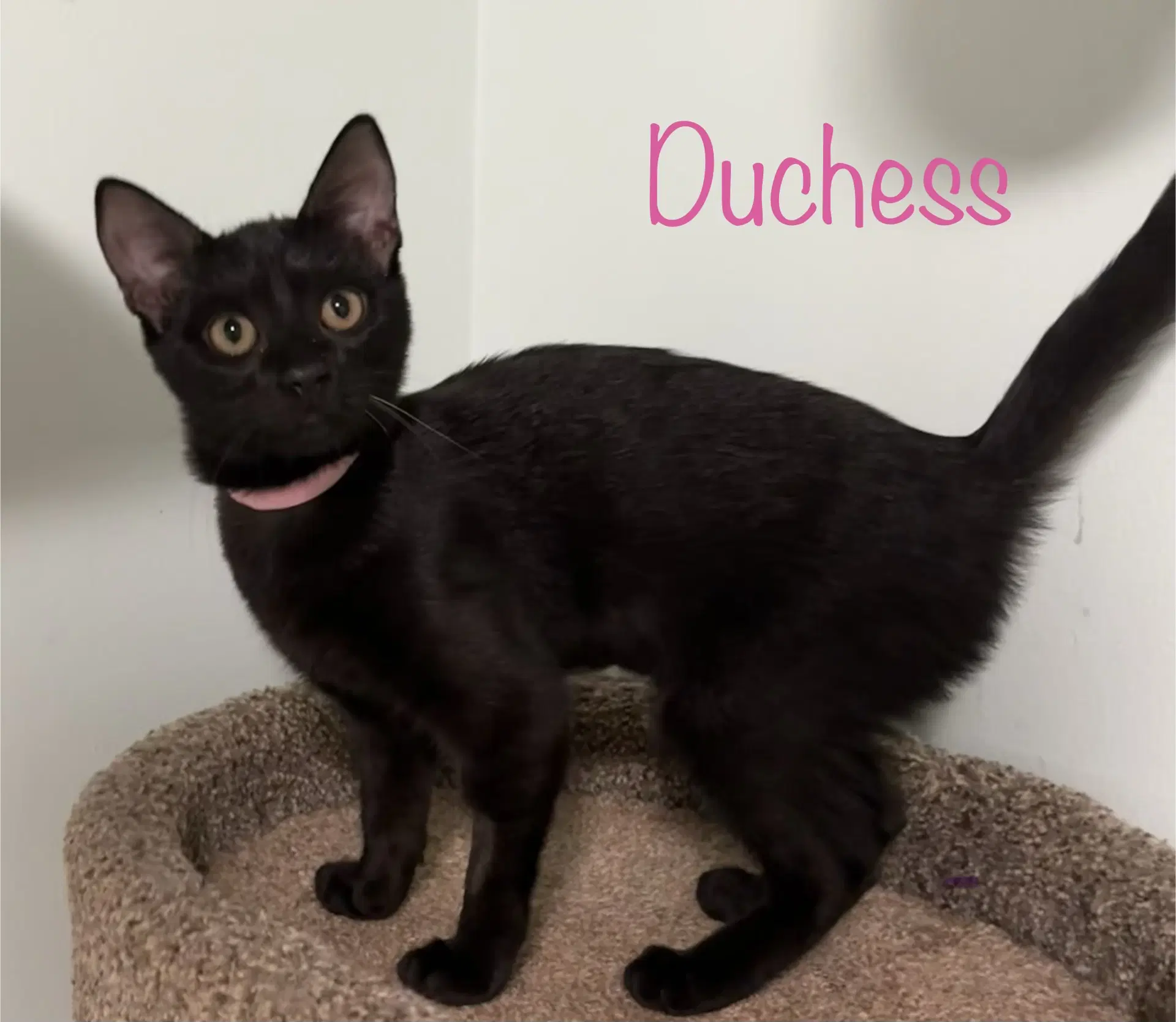 Duchess - Domestic Short Hair
